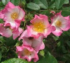 Схема вышивки «Шиповник»