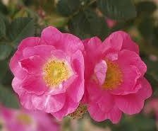 Схема вышивки «Шиповник»