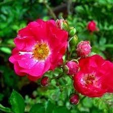 Схема вышивки «Шиповник»