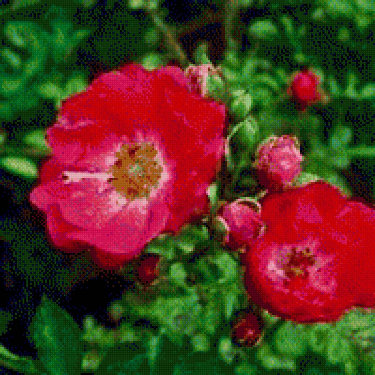 Шиповник - куст, фото, цветок, сад, шиповник, растение - предпросмотр