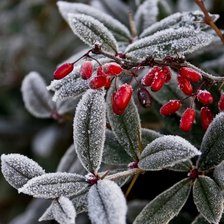 Схема вышивки «На морозе»