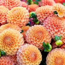 Схема вышивки «Хризантема»