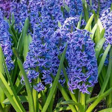 Схема вышивки «Гиацинты»