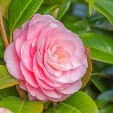 Схема вышивки «Азалия»