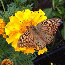 Схема вышивки «Чернобрывцы и бабочка»