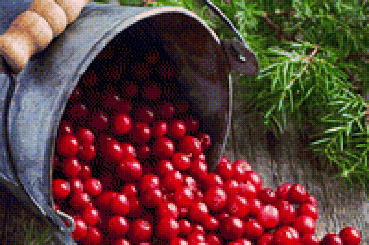 Клюква - ведро, клюква, ягода, растение - предпросмотр