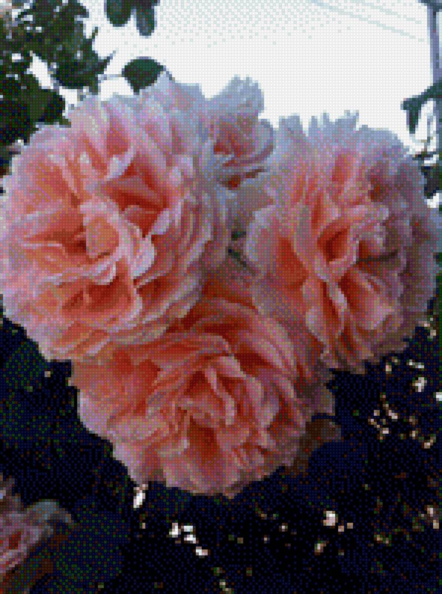 Роза - куст, растение, роза, цветы - предпросмотр