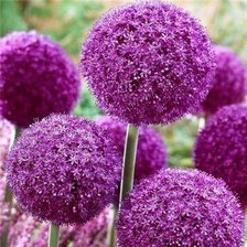 Схема вышивки «Лук ароматный»