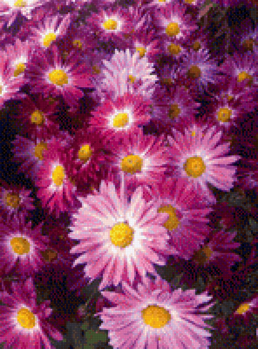 Астра - астра, растения, цветы - предпросмотр