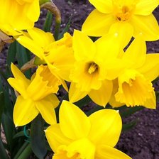 Схема вышивки «Нарциссы»