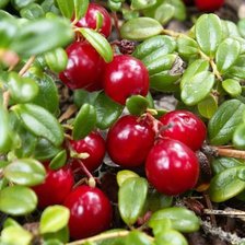 Схема вышивки «Брусника»