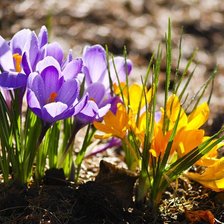 Крокусы