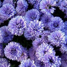 Схема вышивки «Астра»