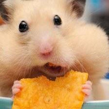 Схема вышивки «Хомячек»