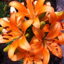 Схема вышивки «Лилейники»