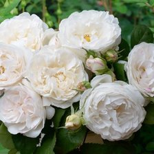 Схема вышивки «Роза»