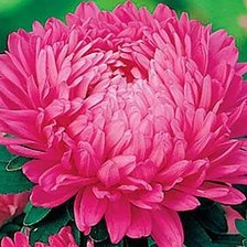 Схема вышивки «Астра»