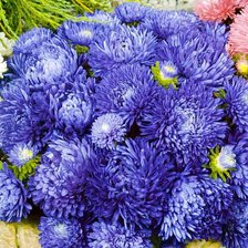 Схема вышивки «Астра»