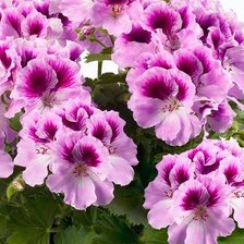 Схема вышивки «Пеларгония»