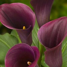 Схема вышивки «Каллы»