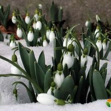 Схема вышивки «Подснежники»