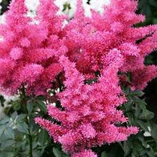 Схема вышивки «Астильба»