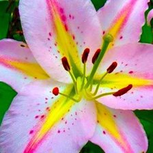 Схема вышивки «Лилейники»