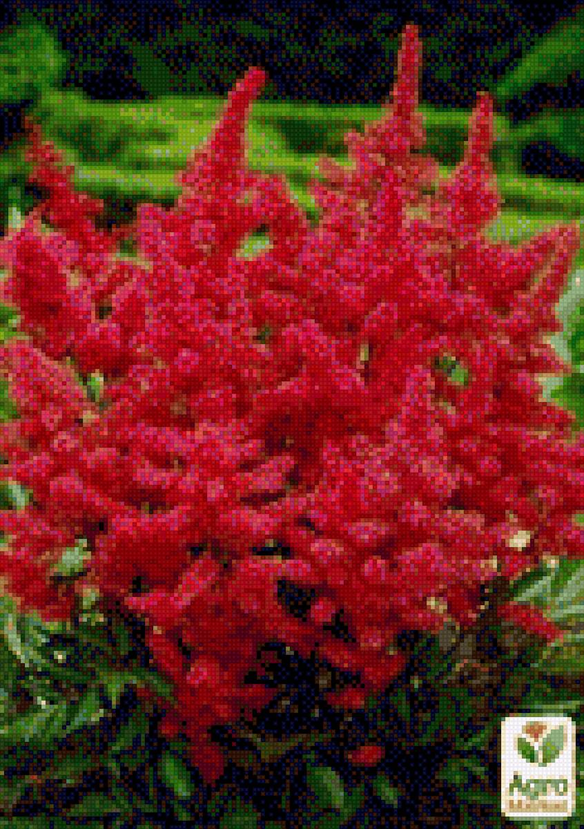 Астильба - куст, цветы, рстения, астильба - предпросмотр