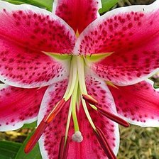 Схема вышивки «Лилейники»