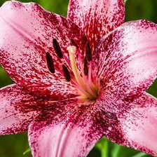 Схема вышивки «Лилейники»