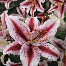 Схема вышивки «Лилейники»