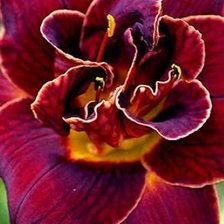 Схема вышивки «Лилейники»