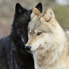 Схема вышивки «волки»