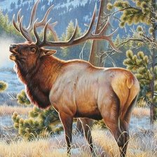 Схема вышивки «дикие»