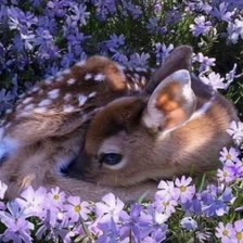 Схема вышивки «№2045004»