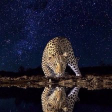 Схема вышивки «№2045007»