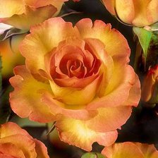 Схема вышивки «цветы»