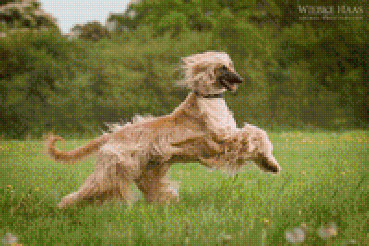 Афганская борзая - афганская борзая, собака, порода, домашние любимцы - предпросмотр