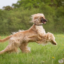 Схема вышивки «Афганская борзая»
