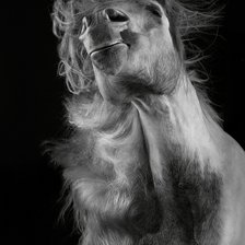 Схема вышивки «Конь в дымке»