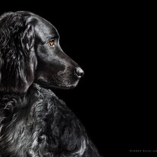 Схема вышивки «Спаниель»