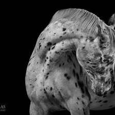 Схема вышивки «Конь в яблоках»