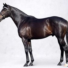 Схема вышивки «Конь»