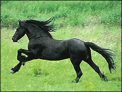 Конь черный - лошади, картина, животные, конь - оригинал