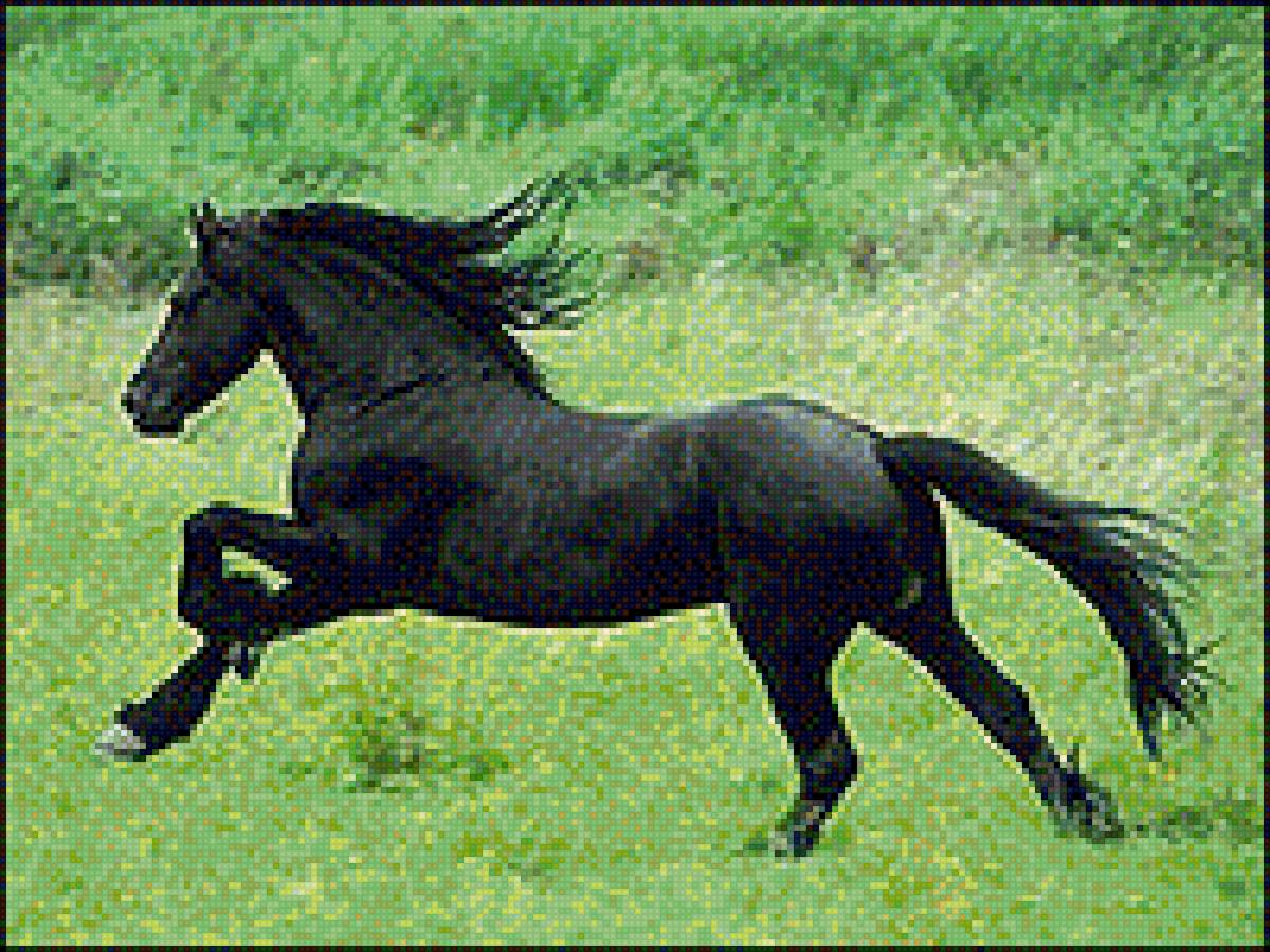 Конь черный - картина, конь, животные, лошади - предпросмотр