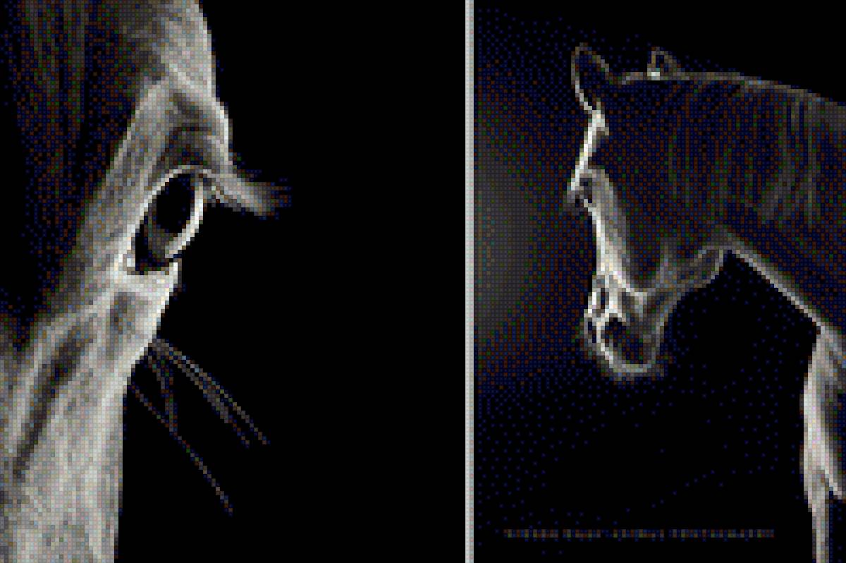 Взгляд лошади - взгляд, глаз, животное, фото, лошадь - предпросмотр