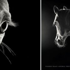 Схема вышивки «Взгляд лошади»