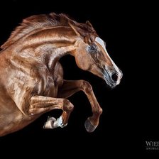 Схема вышивки «Прыжок»