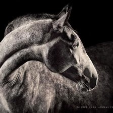 Схема вышивки «Шея коня в профиль»