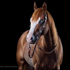 Схема вышивки «Гнедая»